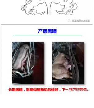 丹系VS美系母豬營(yíng)養(yǎng)及飼喂差異_04.png