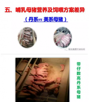 丹系VS美系母豬營(yíng)養(yǎng)及飼喂差異_05.png