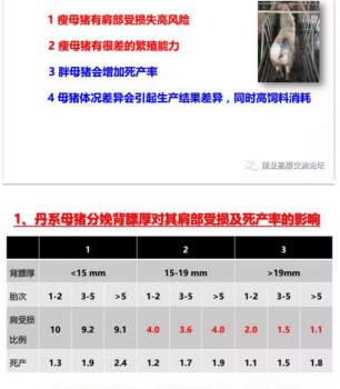丹系VS美系母豬營(yíng)養(yǎng)及飼喂差異_07.png