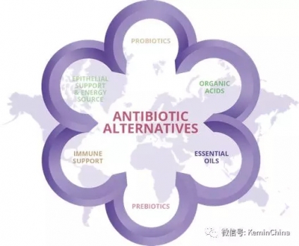 抗生素與替代物哪個貴？