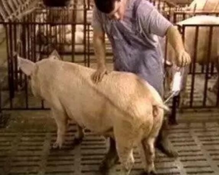 如何提高能繁母豬的受胎率？