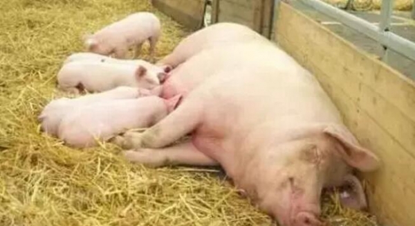 關于母乳，趕緊看，可別告訴我沒告訴你哦