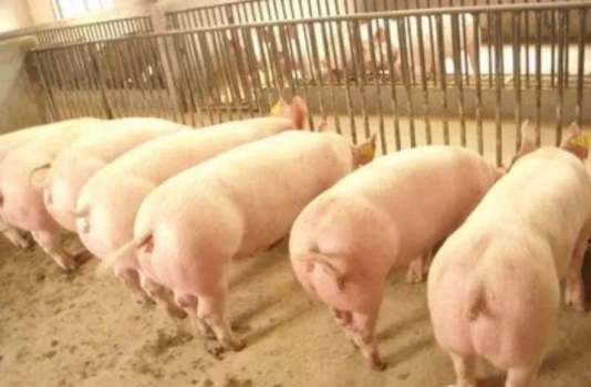 突破這六個難點，豬瘟凈化不是難事！
