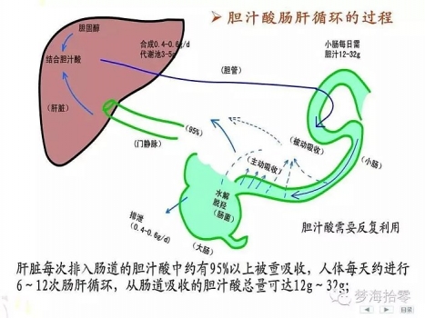課程講解非營養物質代謝（膽汁與膽汁酸的代謝）
