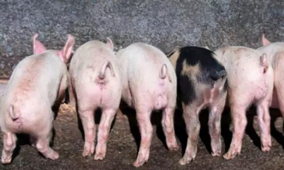 如何飼喂斷奶仔豬