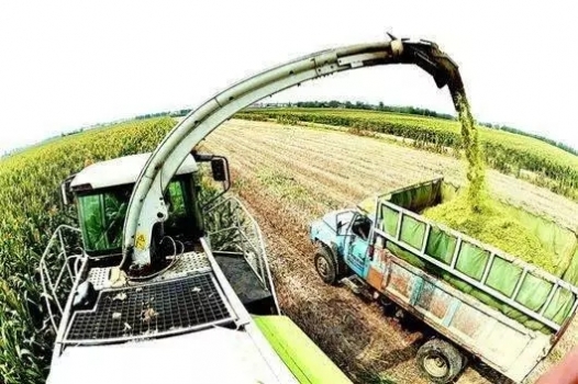 幾種常用青綠飼料的選擇，養(yǎng)豬人一定要知道