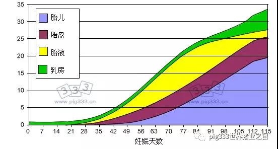 豬的營養 - 控制好青年母豬的體重和背膘厚可以提高母豬一生的生產性能