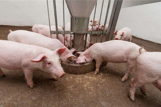 【第1期討論】取代氧化鋅---來自飼料交流公益平臺