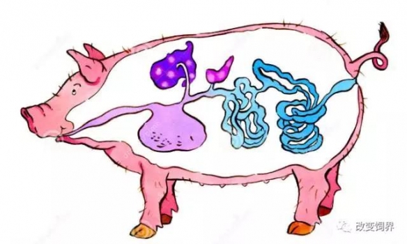 纖維在豬消化道不同部位的發酵