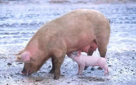 酸化劑在母豬上應用的研究進展