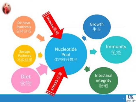 洪翊棻: 商業豬場母豬料中使用核苷酸對仔豬生長及免疫力的影響