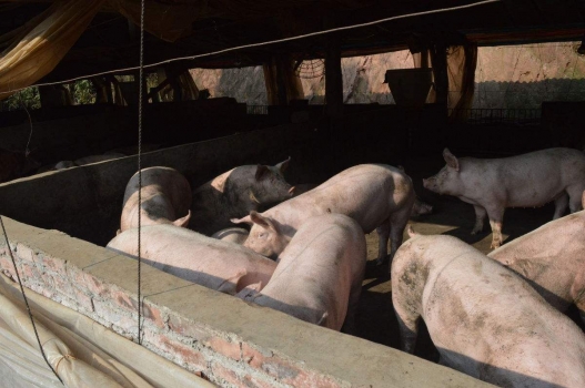 養豬散養戶如何才能迅速強大起來？