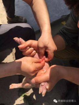 技術控|規模化豬場陰囊疝仔豬的處理（多圖）