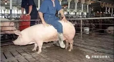 批次生產(chǎn)前斷奶母豬及問題母豬試驗方案