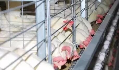 蛋雞養殖的營養供給思維