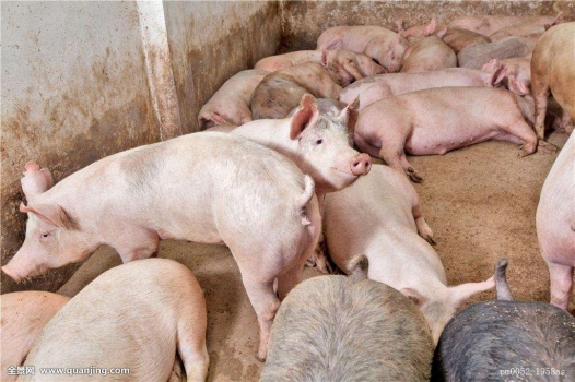 優(yōu)秀后備母豬是這樣培育而成的！