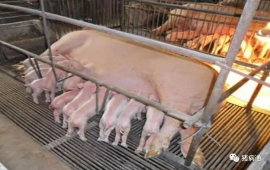 提高母豬初乳產(chǎn)量的關(guān)鍵因素是什么？