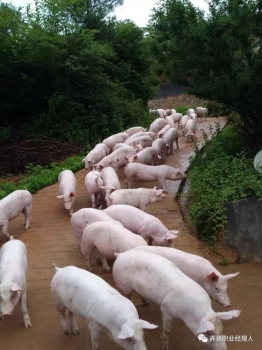 后備母豬為什么要在240日齡左右初配？