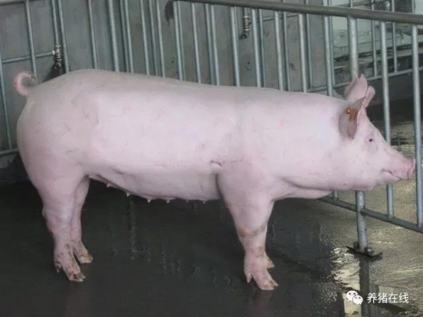 后備豬的飼養(yǎng)管理