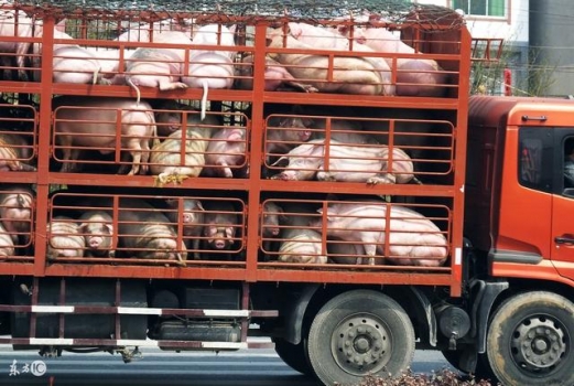 12月29日全國豬價格：南強北弱，“越南豬”開始沖擊市場！