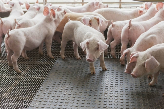 冬季養(yǎng)豬不得不知的四個(gè)小tip