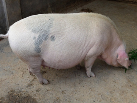 妊娠母豬如何保胎？