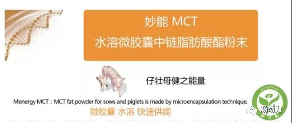 第08期 妊娠后期母豬日糧中添加中鏈脂肪酸甘油酯提高初生仔豬的成活率