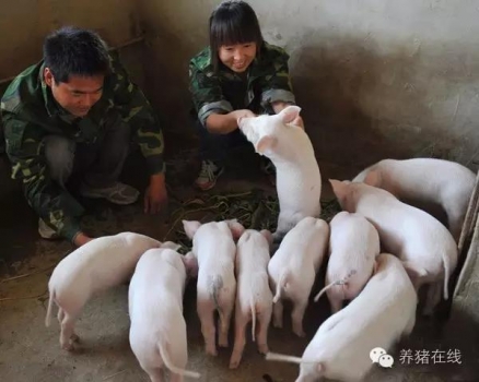 仔豬什么時間斷奶最科學(xué)