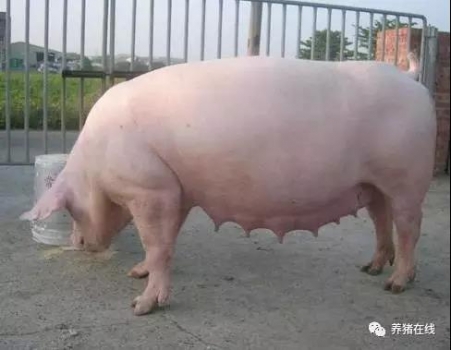 誘導(dǎo)斷奶母豬盡快發(fā)情這樣做！