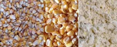 舒化工藝生產乳豬教槽料經驗分享