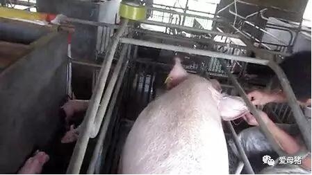 母豬分娩過程中輸液需要遵循的7大原則