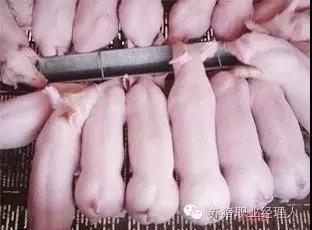 哺乳母豬的管理要點！