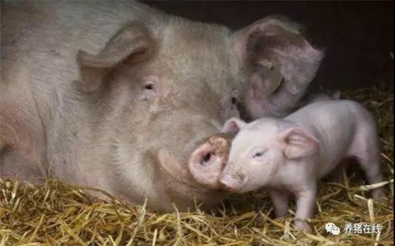 如何精準(zhǔn)判斷母豬即將分娩