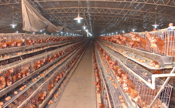 蛋雞產能過剩的思考