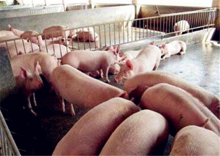 2018-2019年生豬價格走勢預測：養一頭豬賺200元有問題嗎？