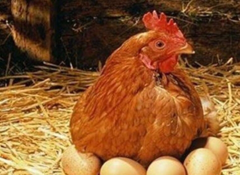 國外提高蛋雞產量十法，供參考！