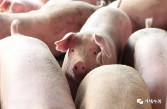 母豬的發(fā)情鑒定