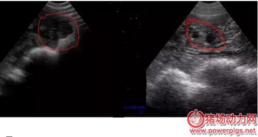 如何讓母豬成功妊娠？