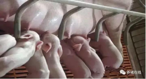 母豬奶水不好的原因