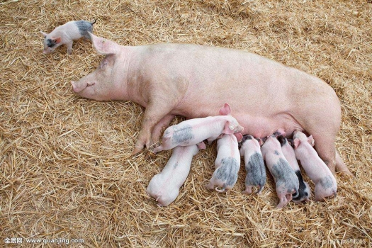 日糧纖維的營養學功能及對母豬產仔數的影響