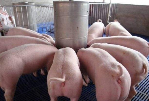 液態營養素對仔豬斷奶一周后的生長有獨特效果