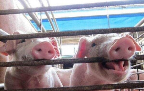 仔豬斷奶，巧妙吃料，你不知道的2個方法