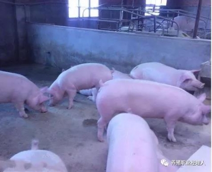 技術控|后備母豬初情期的管理探討