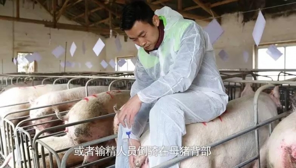 奎哥養豬76期丨輸精時常見問題這樣處理，分娩率提高2個點
