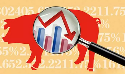 屠宰量提升，豬價(jià)卻下跌！屠企壓價(jià)哪來(lái)的自信？