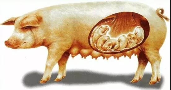 技術控|母豬產后48小時，作為合格的接產員你該如何做？