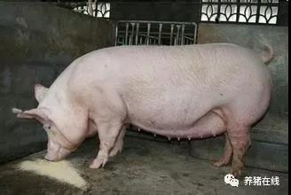 斷奶母豬的飼養管理