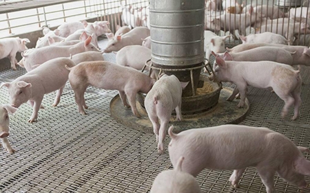 溫氏股份、新希望、正邦科技、天邦股份....1月份合計銷售生豬達268.3萬頭，他們賣...