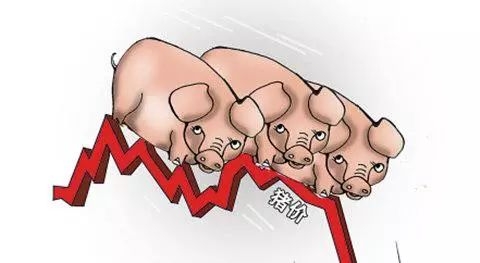 規模化養豬企業產能開始釋放？