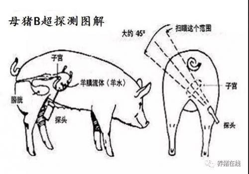 如何做好配種母豬的返情和受孕檢查
